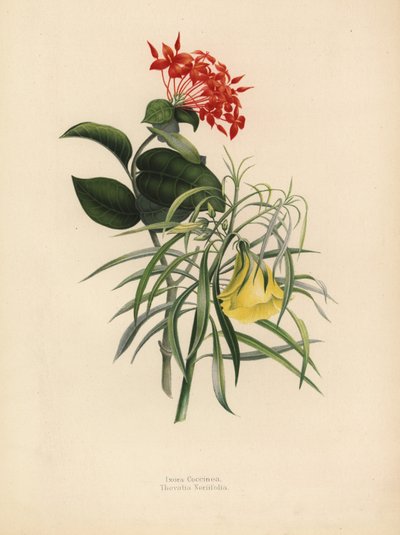 Geranio de la selva, Ixora coccinea, y adelfa amarilla, Thevetia neriifolia de Unknown